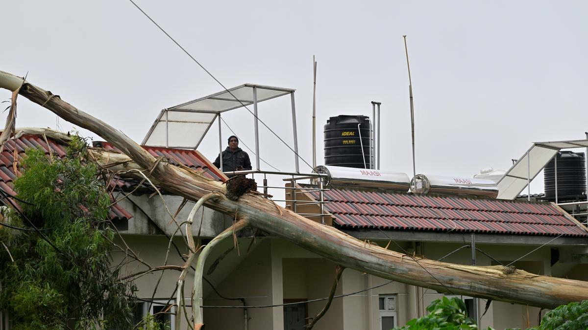 More than 50 trees uprooted by heavy wind across the Nilgiris