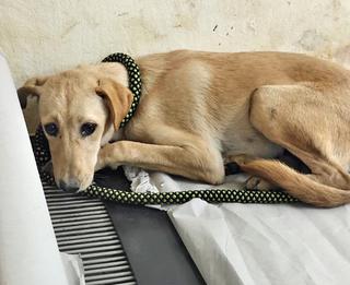 Mudhol hounds Chandra and Kala safeguard sandalwood trees in Shikaripura  forests - The Hindu