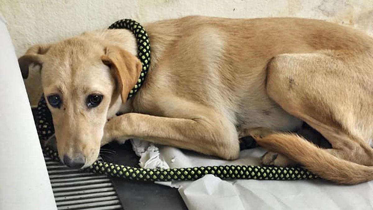 Online system for adoption of stray dogs to be launched in Karnataka