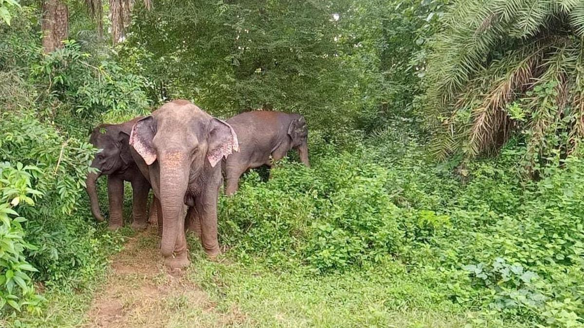 Man killed in wild elephant attack at Noolpuzha in Kerala’s Wayanad