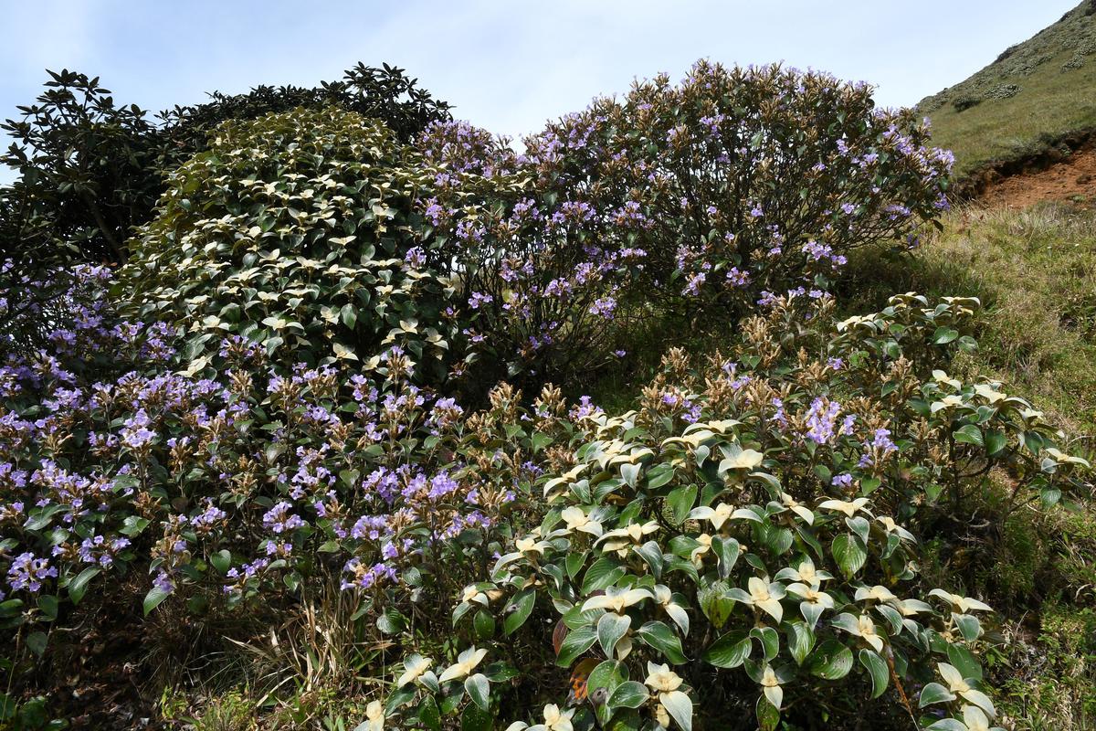 Strobilanthes Lanata, a species of the Neelakurunji in bloom on the Upper Niligiris. 