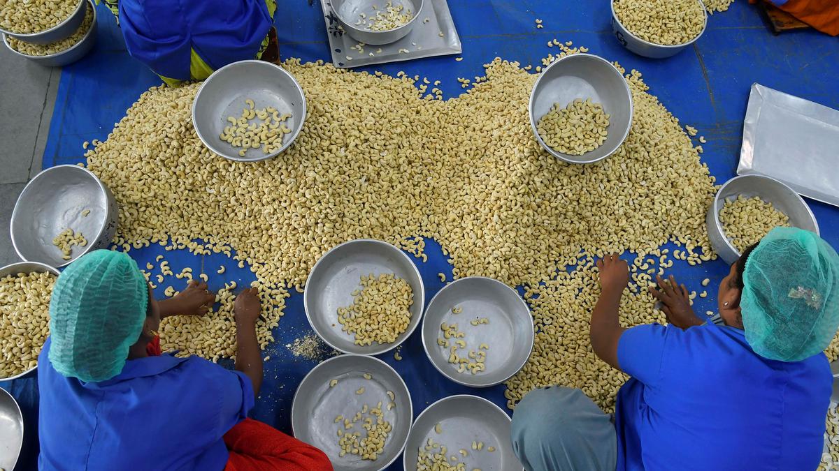 Withdraw notification exempting EOUs and SEZs from minimum import price, says Cashew Processors Association