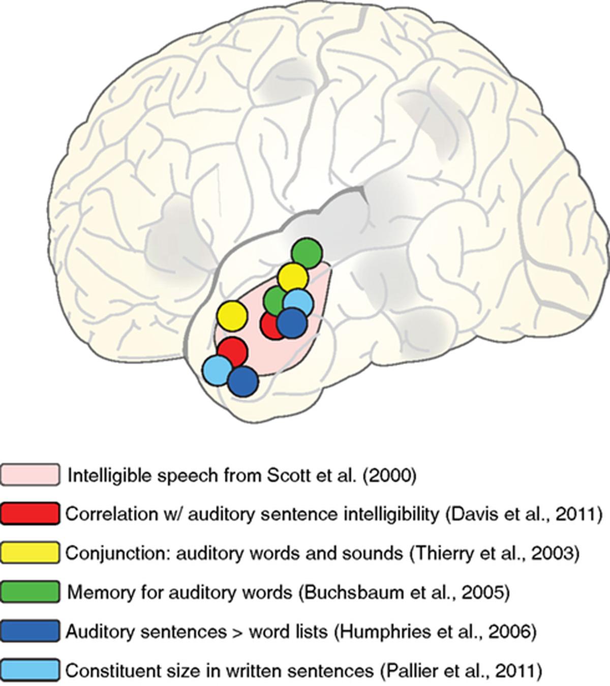 Schematic illustration of peaks from various fMRI studies in which activation of left anterior lateral temporal cortex was observed, overlaid on the region showing sensitivity to speech intelligibility from Scott et al. (2000) Schematic illustration of peaks from various fMRI studies in which activation of left anterior lateral temporal cortex was observed, overlaid on the region showing sensitivity to speech intelligibility from Scott et al. (2000)
