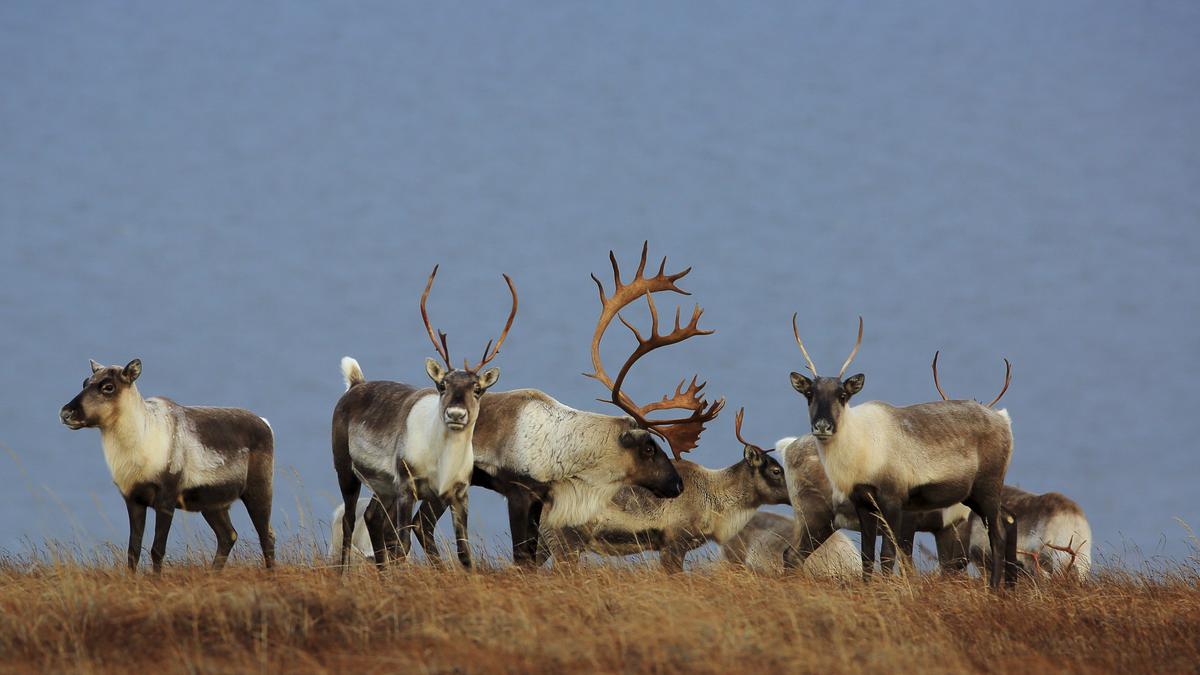 Nature guardians: Why Indigenous people are vital for saving biodiversity