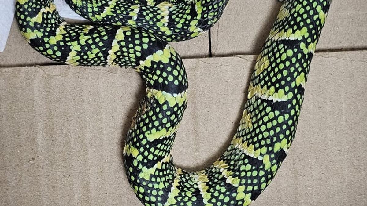https://th-i.thgim.com/public/incoming/n6yvj5/article69572887.ece/alternates/LANDSCAPE_1200/SNAKE.jpg