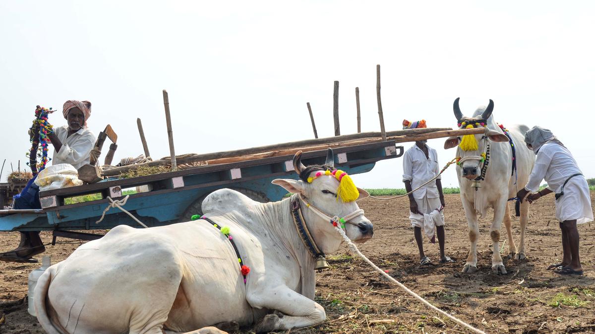 Ryots pray for skies to open up in Andhra Pradesh’s arid Prakasam district