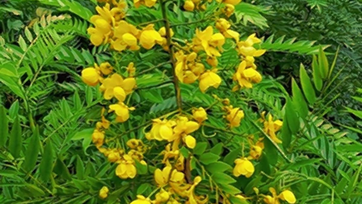 TNPL uses culled Senna spectabilis trees from Niligiris to make paper at Karur, Tiruchi units