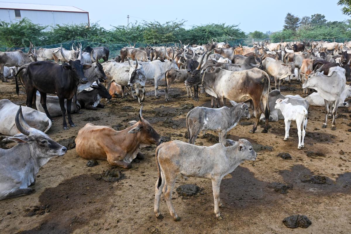 Native breed cattle are raised at Thotiappati village near Madurai, for the sale of bull calves to those who train them for Jallikattu. 