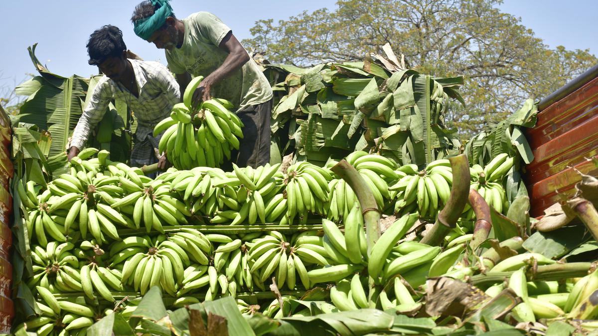 Harvest of nendran banana under way in Tiruchi and Karur