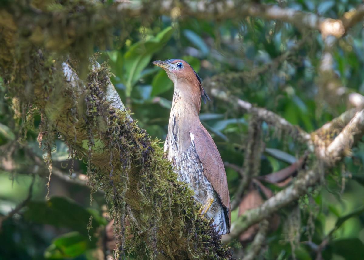 मलायन नाइट हेरॉन। फोटो: विशेष व्यवस्था