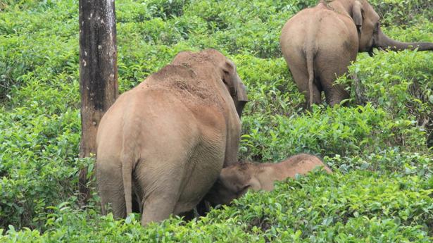 Female elephant found dead with pre-partum complications in Denkanikottai