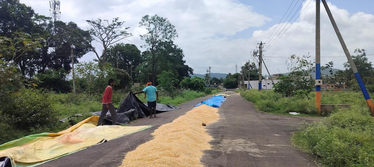 Maize harvested after heavy rain being dried to bring down the moisture level, at Choradi in Shivamogga taluk. 