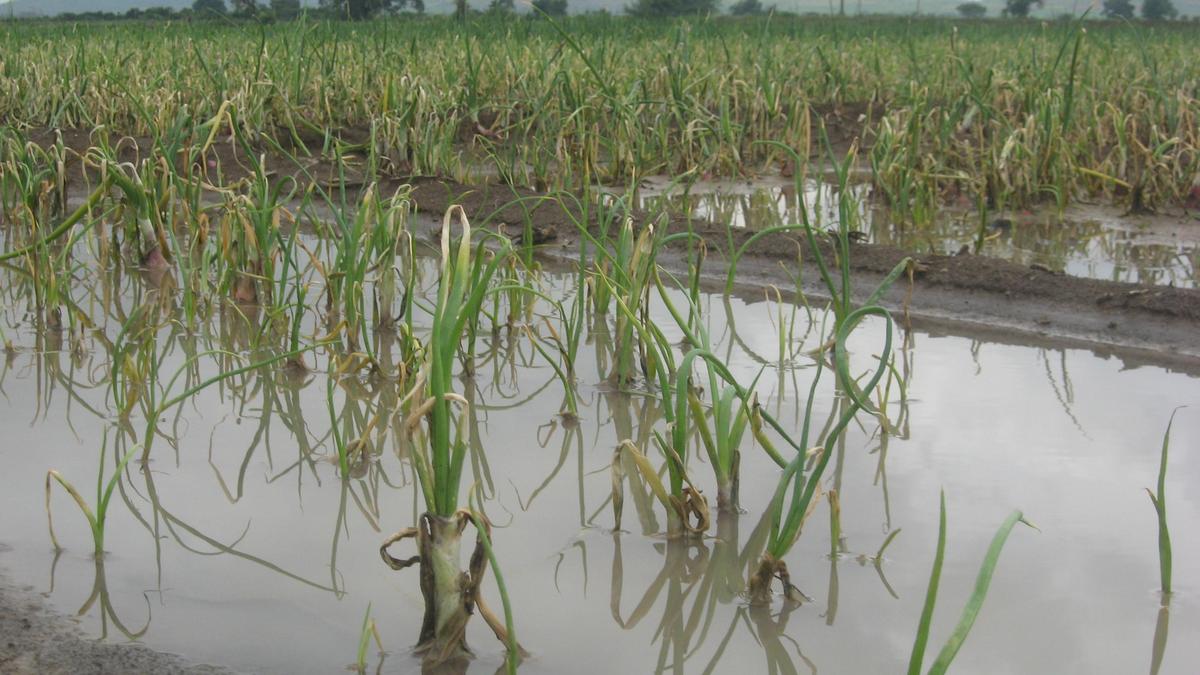 Crops damaged after irrigation canal breach in Vijayapura district