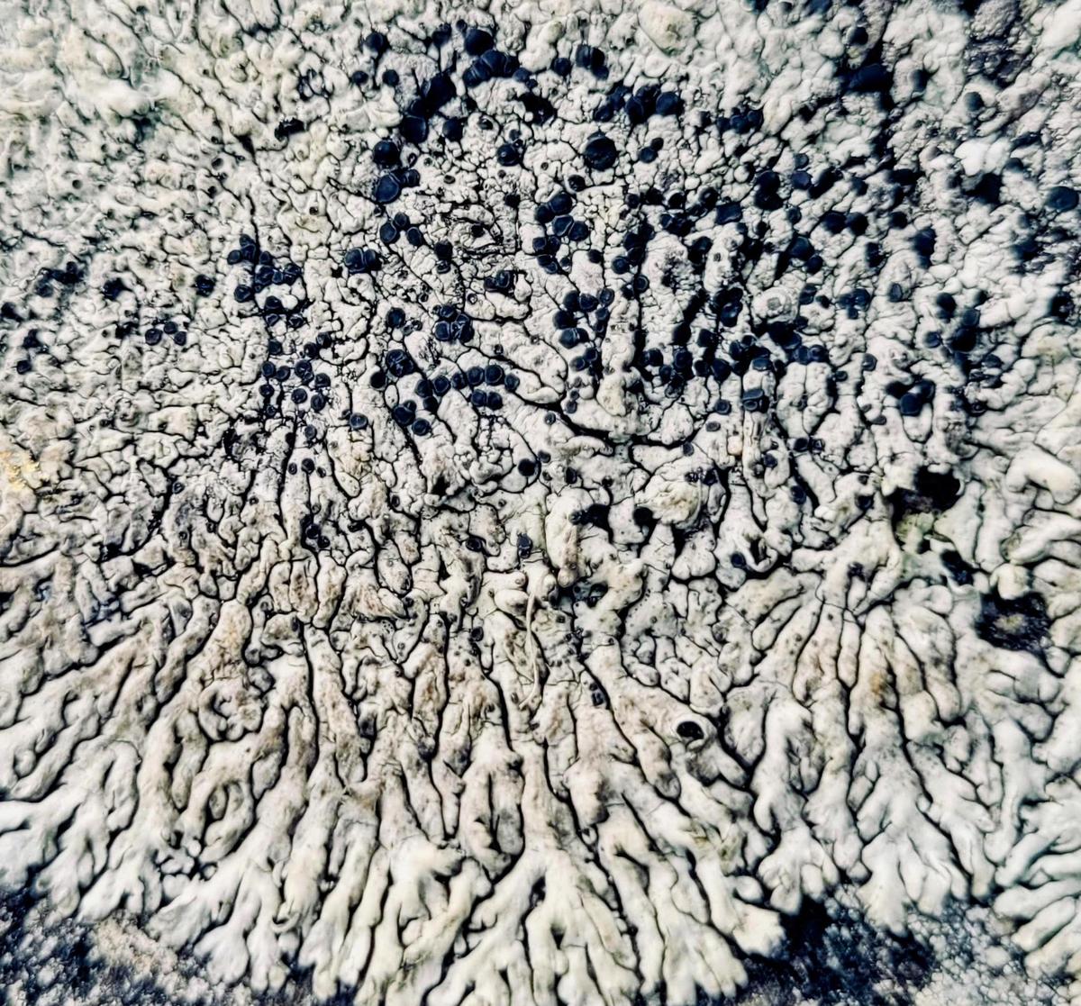 Pyxine janakiae Pyxine janakiae