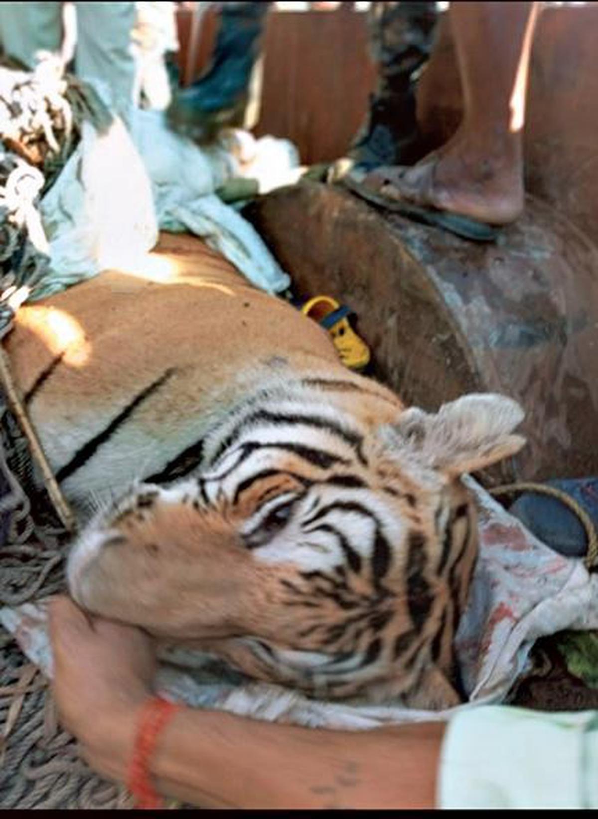 Man-eating tiger that claimed nine lives in Bihar’s West Champaran shot dead