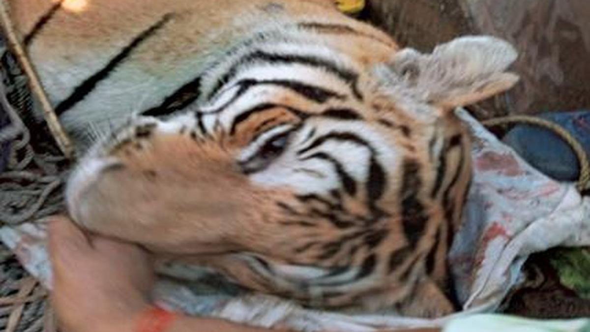 Tiger that claimed nine lives in Bihar’s West Champaran shot dead