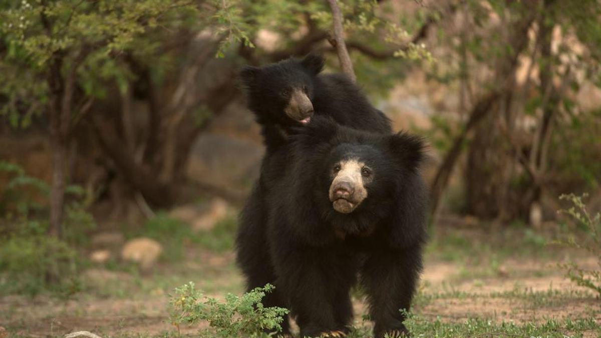 Minimising human disturbance crucial to protect bears outside wildlife reserves: study 