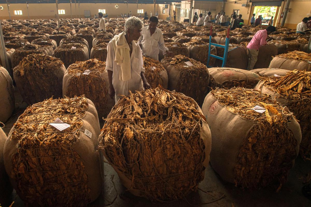 andhra pradesh tobacco Tobacco farmers suffered ₹3,100 crore loss in Andhra Pradesh, alleges YSRCP