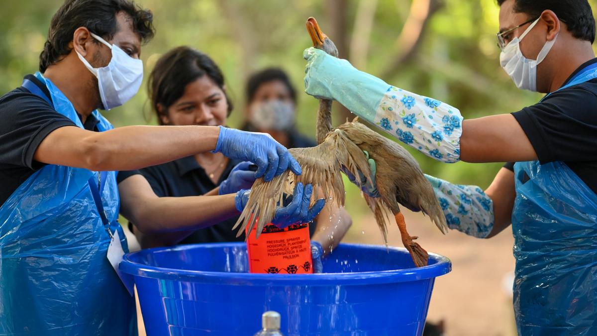 Workshop on rescue, rehabilitation of wildlife affected by oil spills held at Vandalur