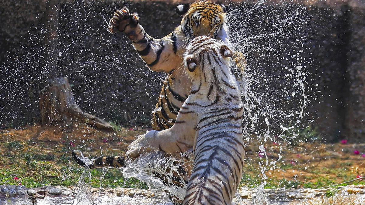 India loses 166 tigers in 2025, forty more than last year; Madhya Pradesh accounts for 55 deaths