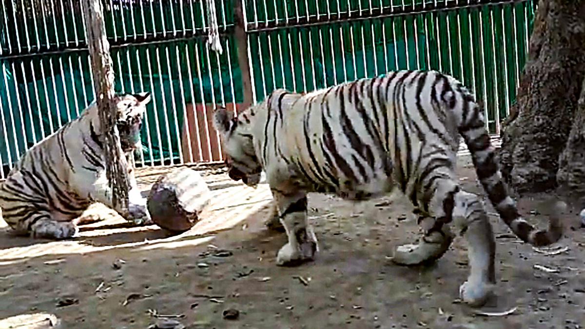 Bhupender Yadav releases two cubs in arena of white tiger enclosure at Delhi Zoo