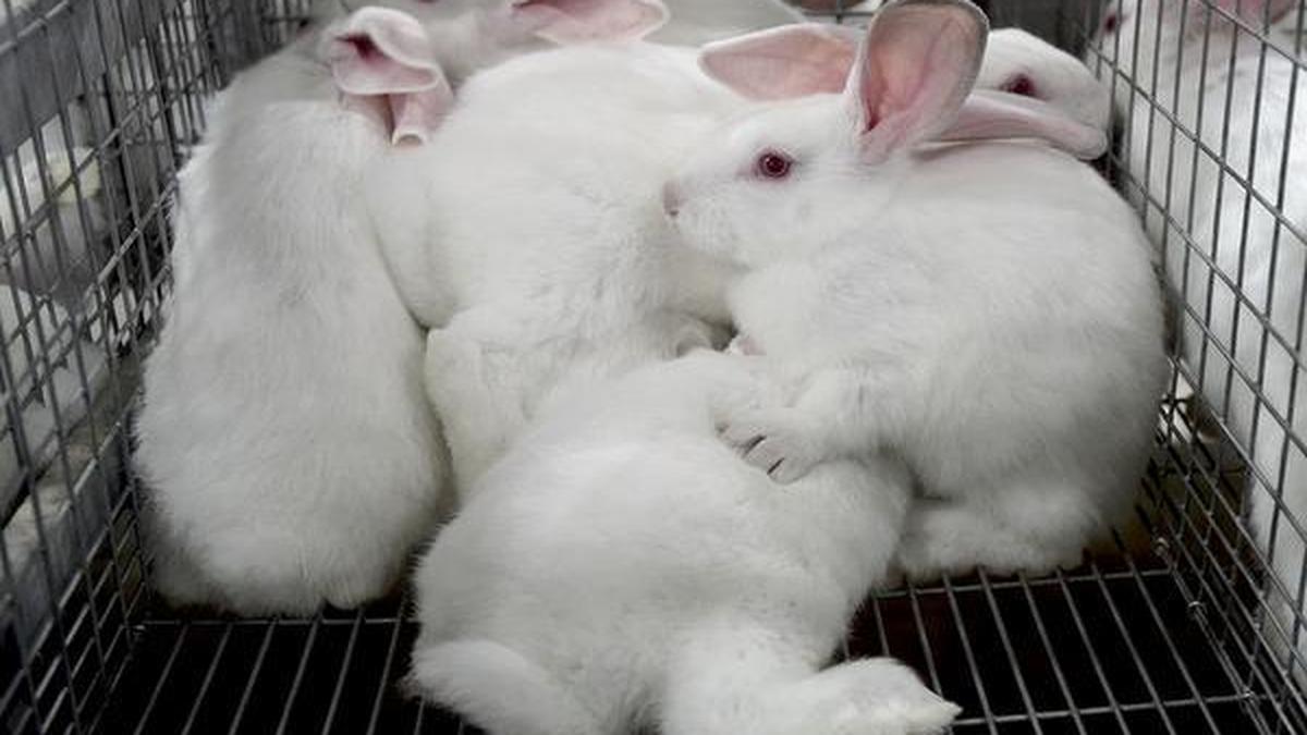 Science quiz: Vector-borne diseases – The Hindu