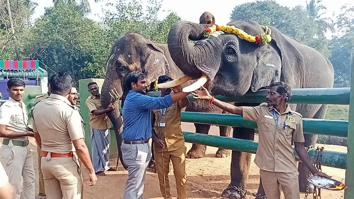 Yaanai Pongal brings festive mood to ATR’s Kozhikamuthy elephant camp