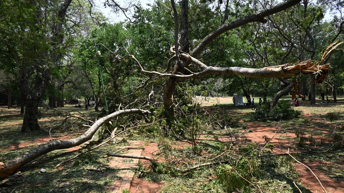 376 trees, 981 branches fallen since April 29, over 80% cleared