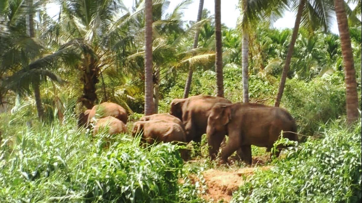 Centre to conduct combined elephant and tiger survey this year