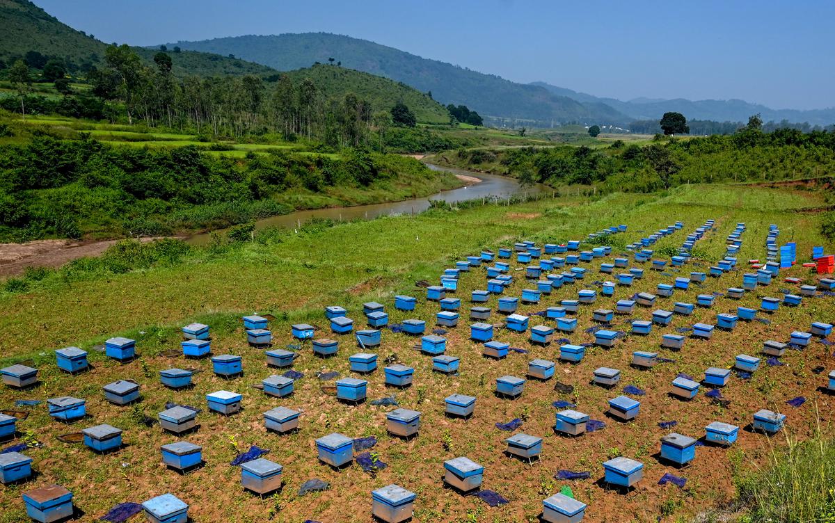 The beekeepers of Araku Valley are leading a sweet revolution in Andhra Pradesh