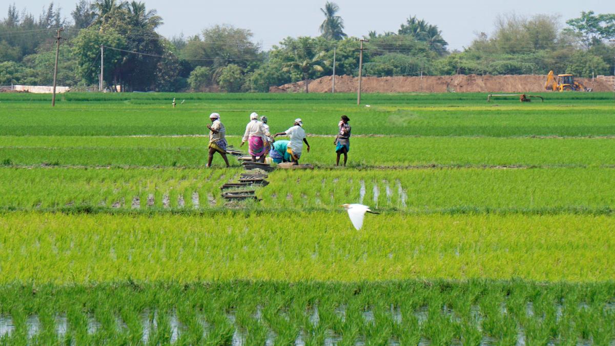 Farmers collective alleges discrepancies in disbursal of production incentive for crops in Puducherry