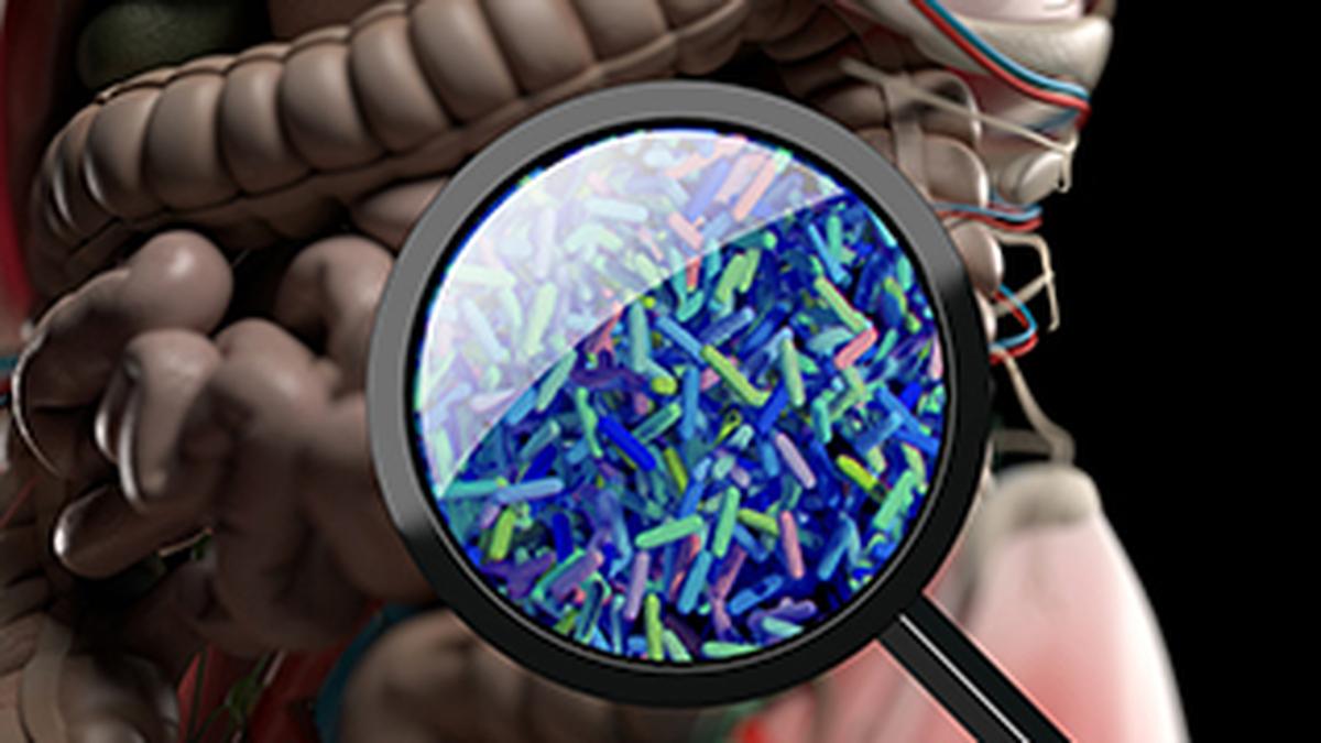 Study of gut genomes finds how antibiotic resistance can differ between genders Study of gut genomes finds how antibiotic resistance can differ between genders
