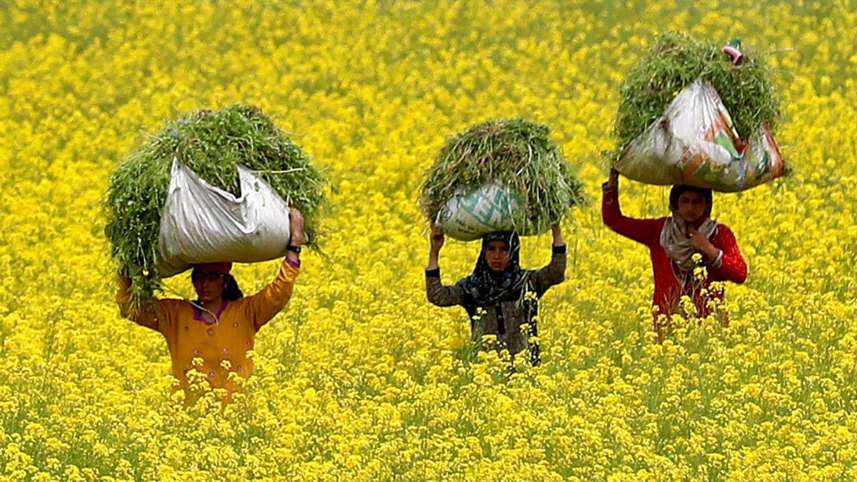 SC delivers split verdict on nod for GM mustard