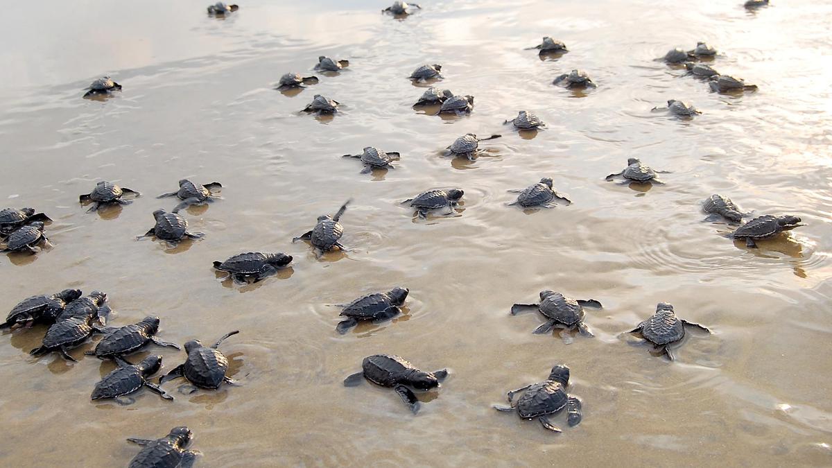 Chennai Turtle Beach