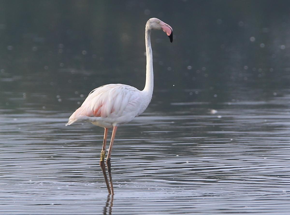 A tagged flamingo photographed by birder Jithesh Babu at Pallikaranai marshland on April 21, 2021. 