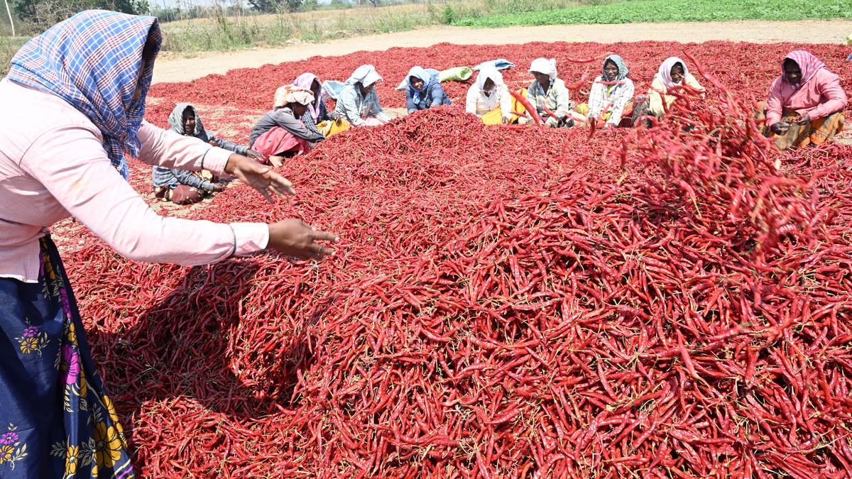 Karnataka Chief Minister Siddaramaiah urges Prime Minister Narendra Modi to step in and help distressed red chilli farmers of Kalyana Karnataka region