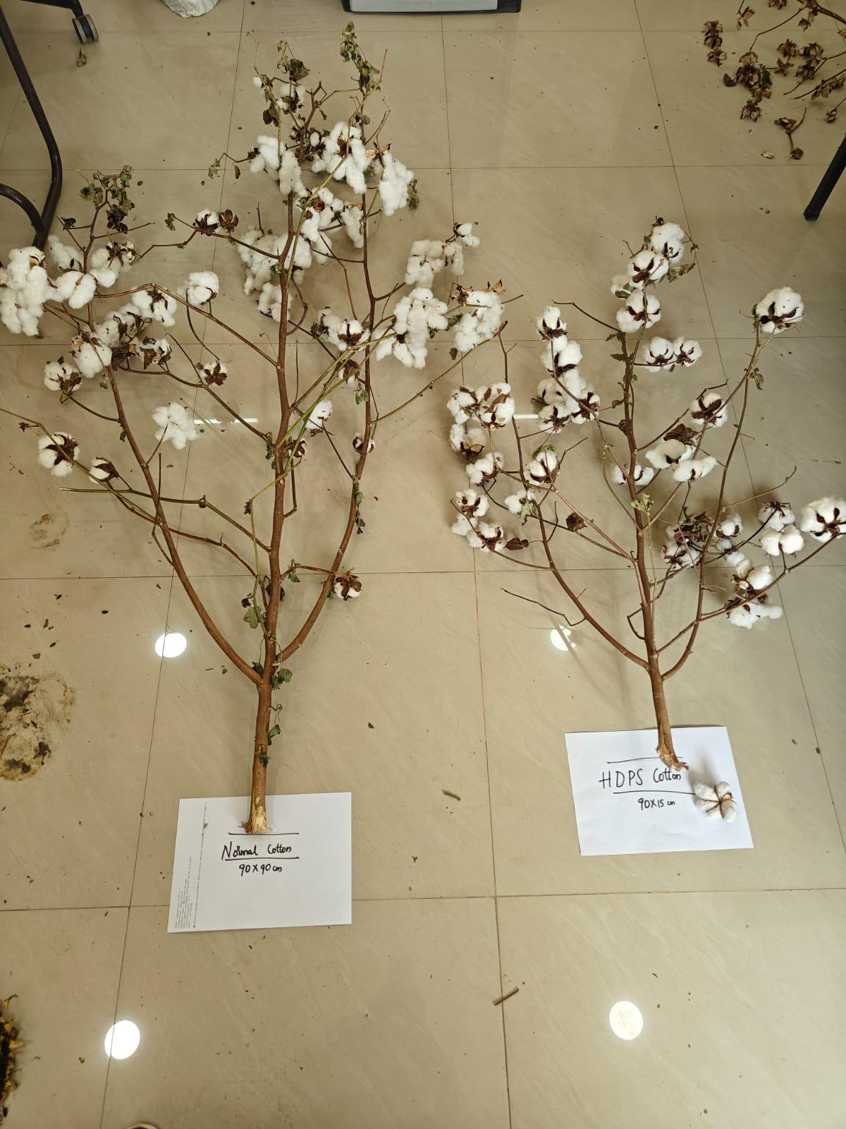 Normal cotton and HDPS cotton plants 