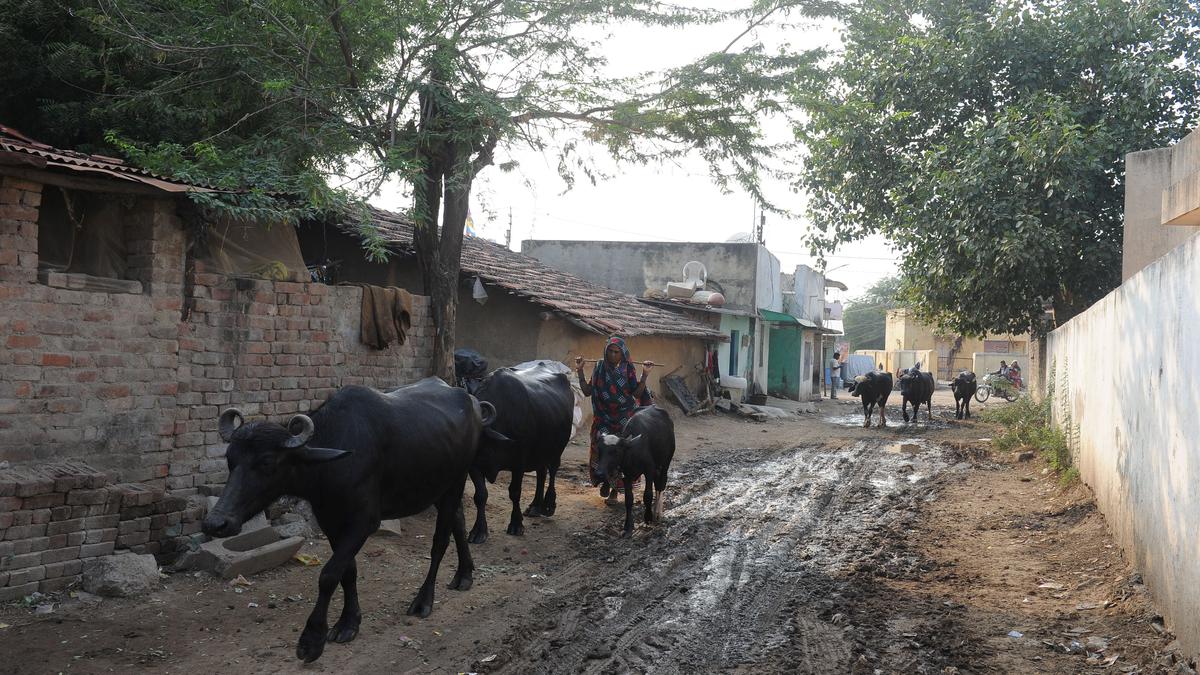 HC slams Gujarat govt for failing to tackle menace of stray cattle
