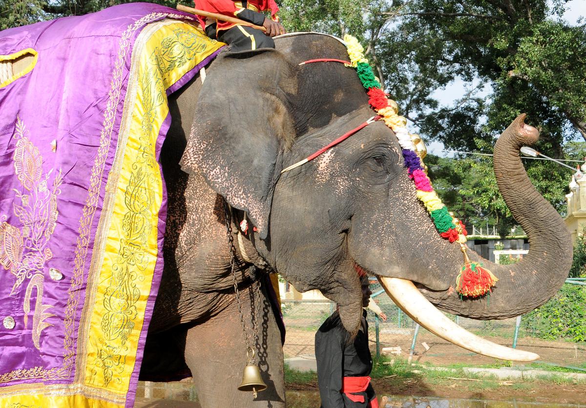 Dasara elephant Gopalaswami dies after fight with wild tusker in Nagarahole