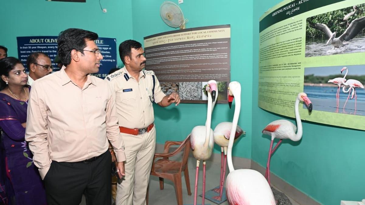 Arrangements in place for Flamingo Festival in Tirupati