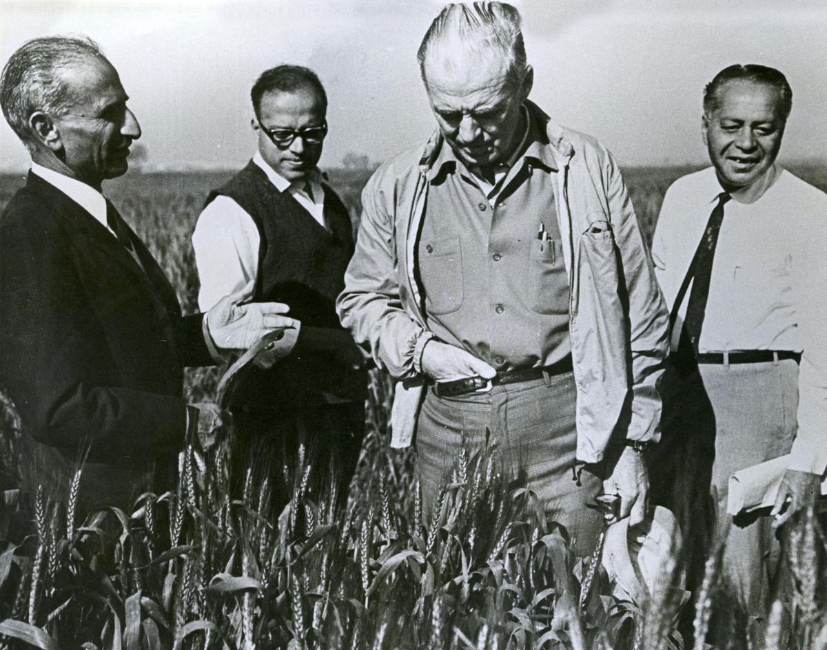Norman Borlaug (centre from left), along with S.P. Kohli (left), M.S. Swaminathan and V.S. Mathur (right), selecting strains of high-yielding wheat in the fields of the Indian Agricultural Research Institute, New Delhi, in 1965. Norman Borlaug (centre from left), along with S.P. Kohli (left), M.S. Swaminathan and V.S. Mathur (right), selecting strains of high-yielding wheat in the fields of the Indian Agricultural Research Institute, New Delhi, in 1965.