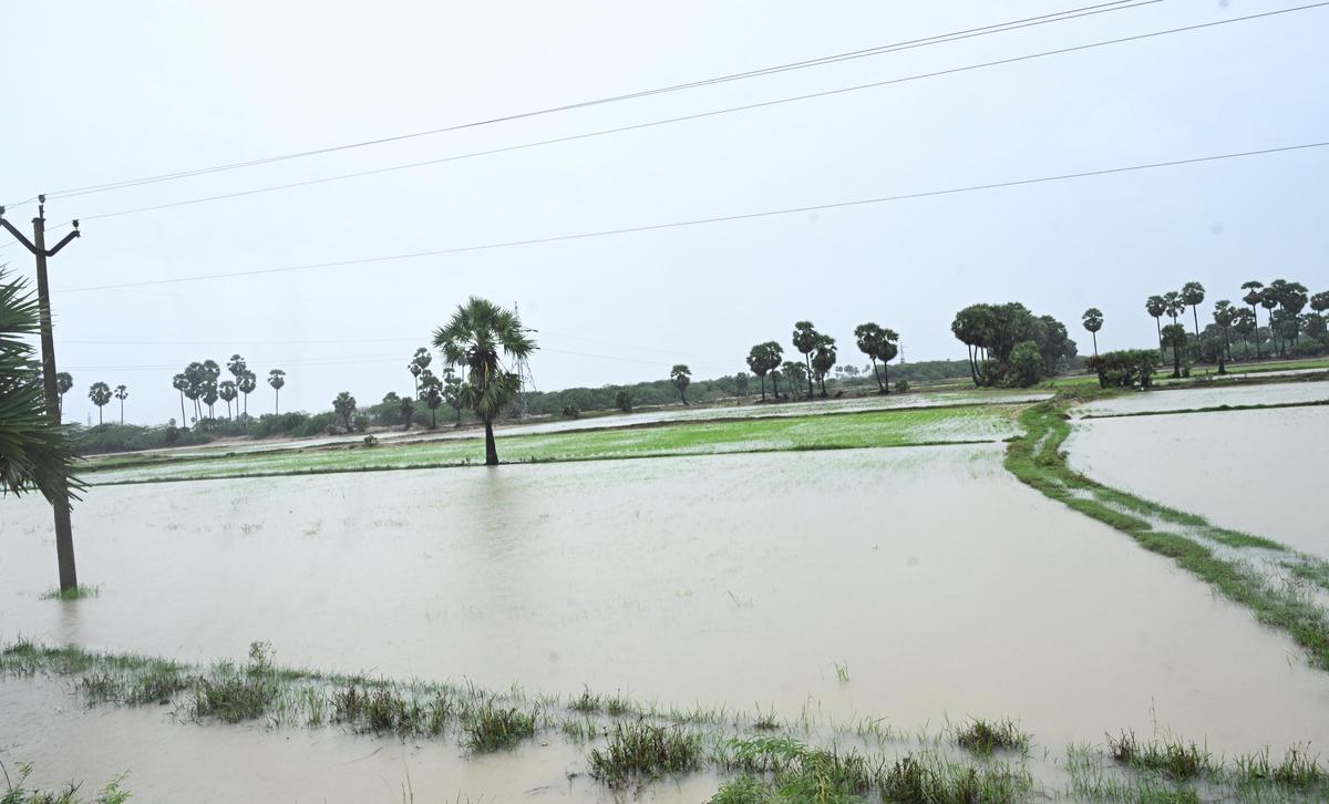 Rain water logging paddy fields near Thiru Uthirakosamangai  in Ramanathapuram district on Tuesday. 