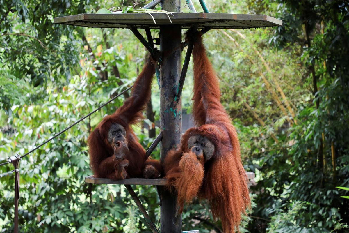 Orangutans are pictured at the National Zoo in Kuala Lumpur, Malaysia. 