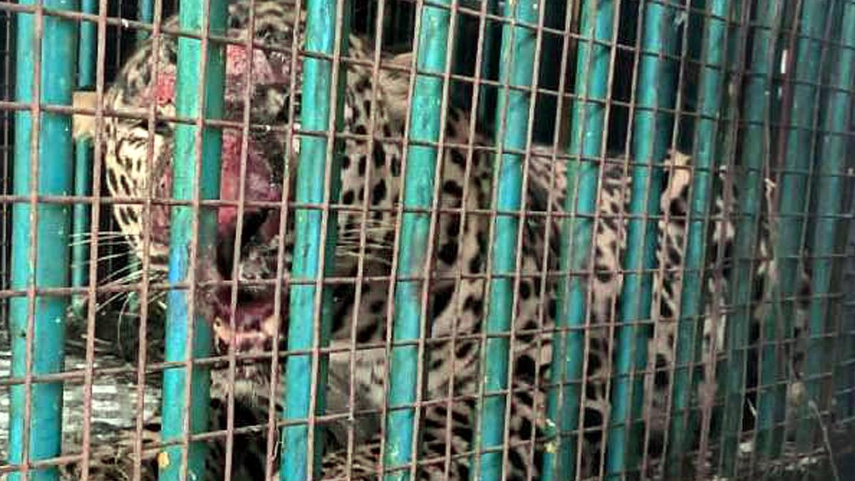 Leopard captured in BEML complex on Mysuru outskirts - The Hindu
