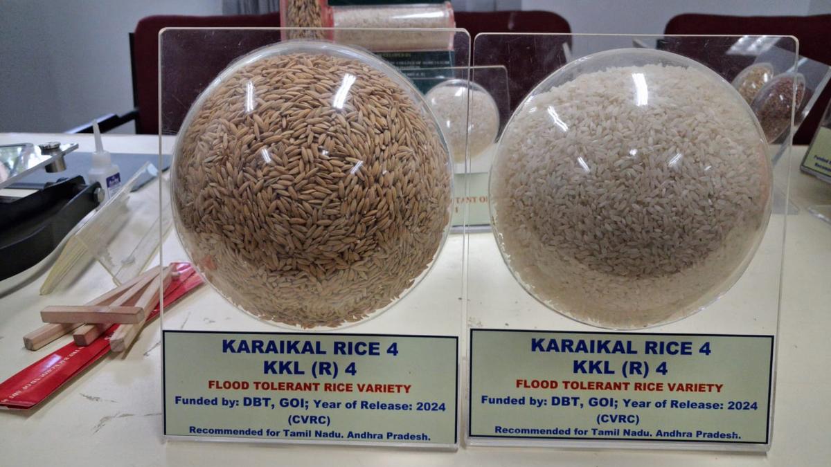 New flood-resistant rice variety released by agri research institute in Karaikal