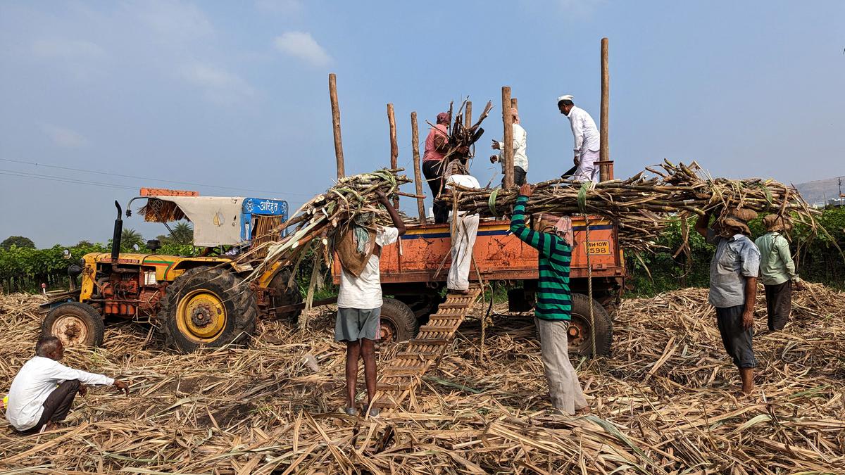 India’s sugar producers hope for freedom to sell at high prices