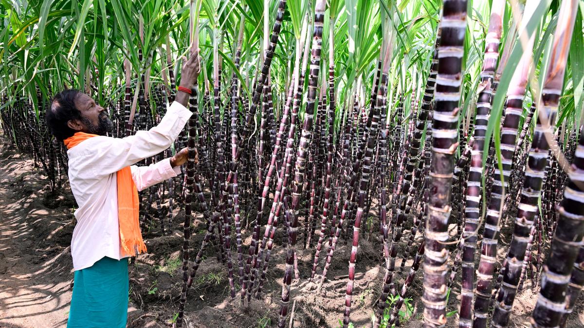 Dindigul sugarcane farmers want better price