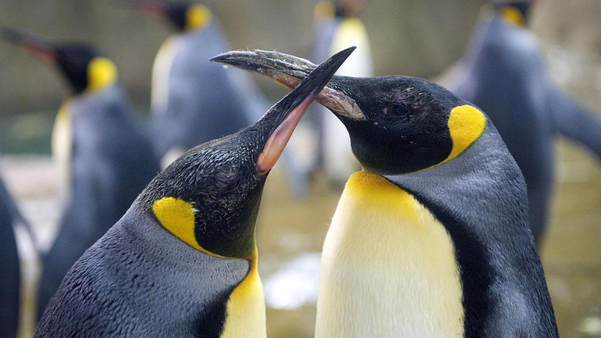 They survived the hunters: Now king penguins face climate change