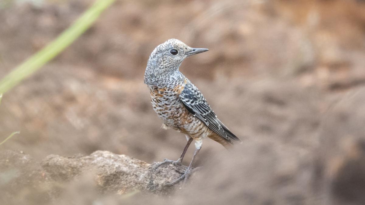 Passage migrant bird spotted in Kanniyakumari is new addition to T.N.’s bird checklist