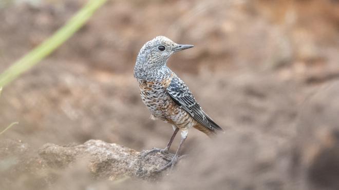  Passage-migrant-bird-spotted-in-Kanniyakumari-is-new-addition-to-TNs-bird-checklist